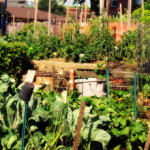 Permaculture And The Myth Of Scarcity thumbnail